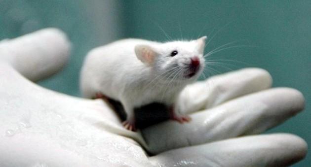 La sperimentazione animale, tra giudizi e pregiudizi – Di Nadia Clementi