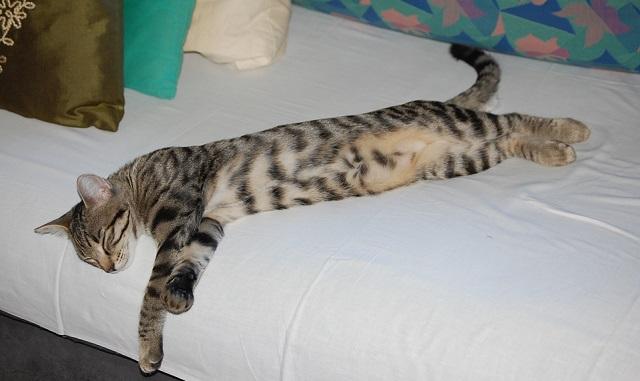 S.O.S animali domestici/ 2